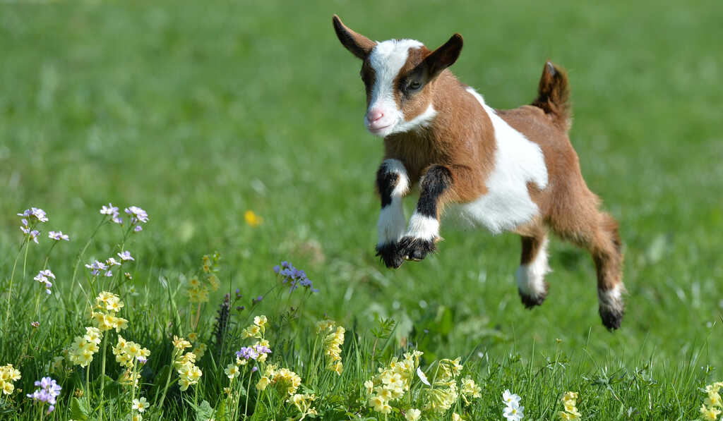 Joyful Goat Rentals